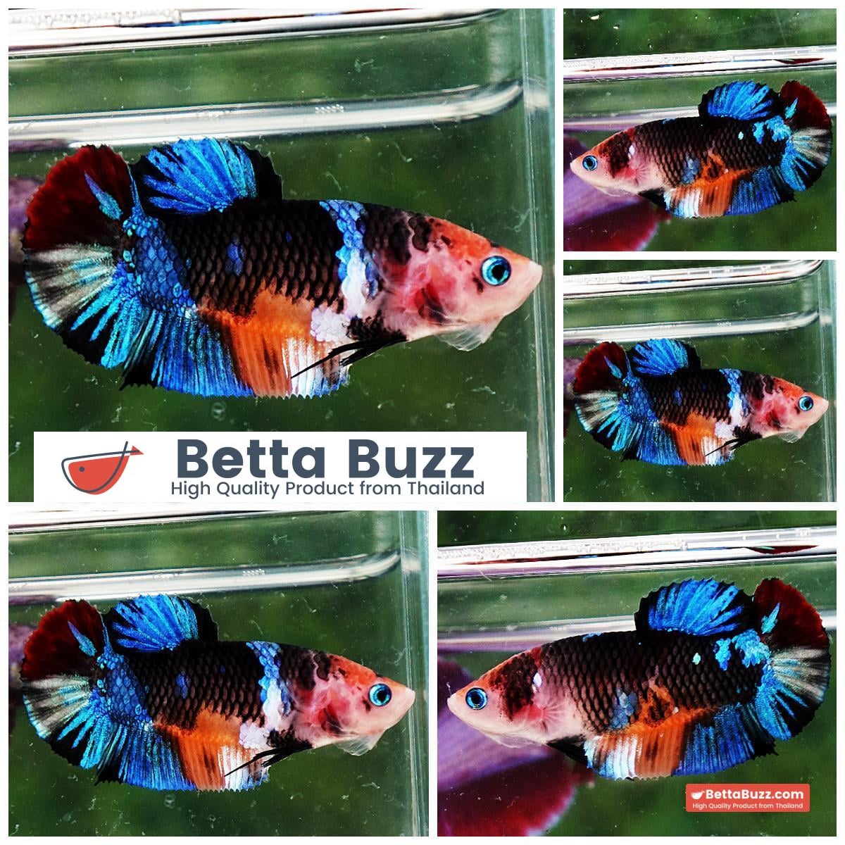 Betta fish Female HMPK Black Emerald Candy
