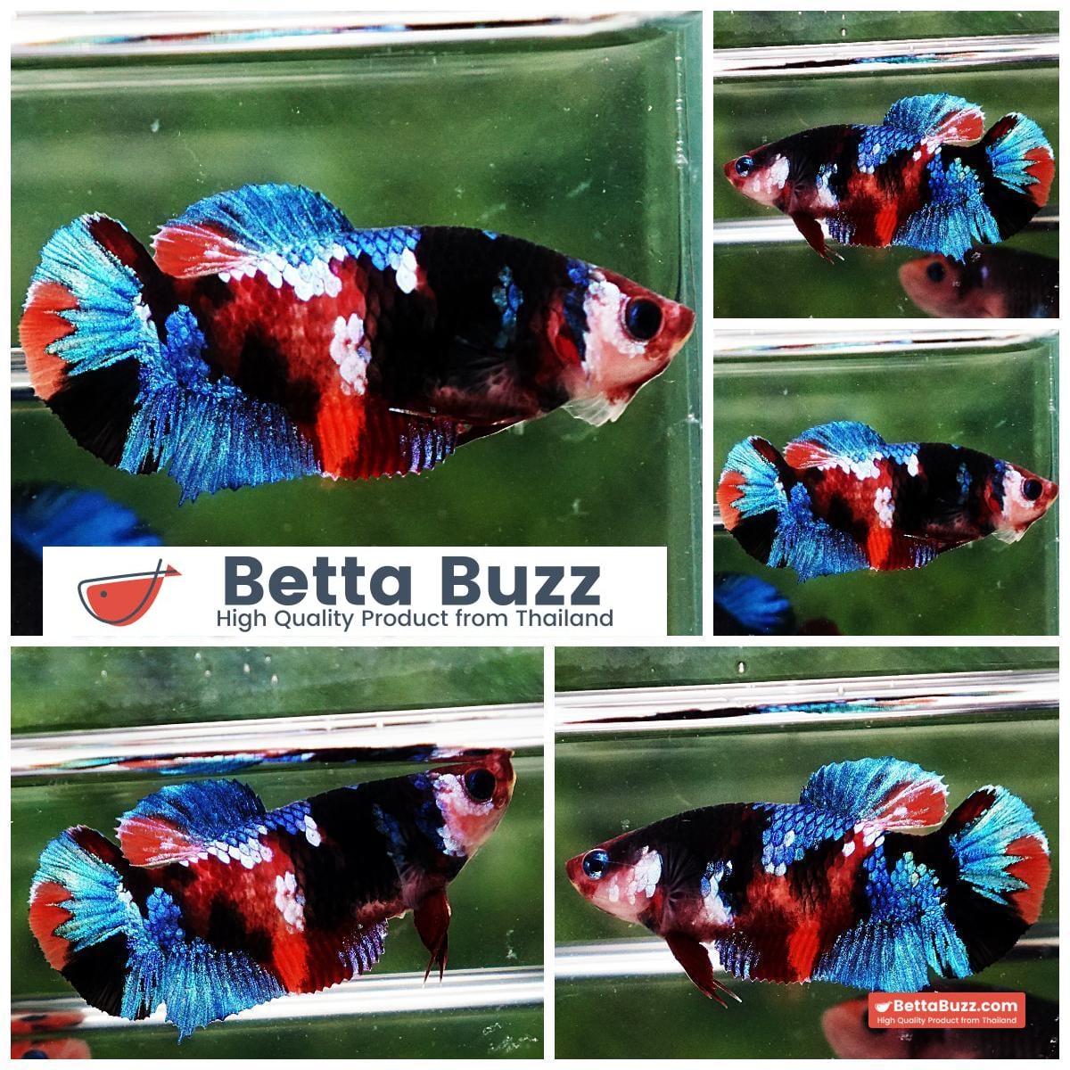 Betta fish Female HMPK Multicolor Micky Candy