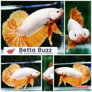 Betta fish HMPK Yellow Dragon