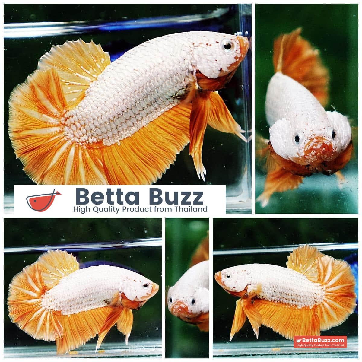 Betta fish HMPK Yellow Dragon