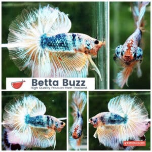 Betta fish OHM Fancy Blue Dragon