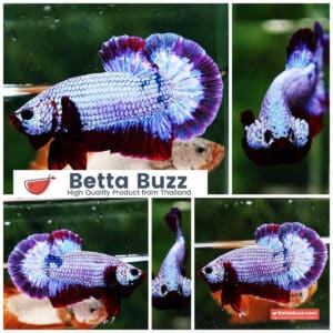 Betta fish HMPK Purple Rim