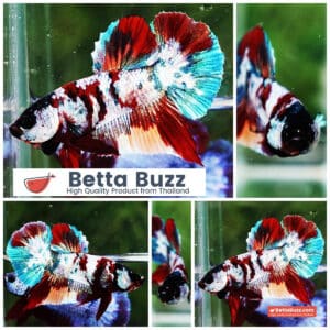 Betta fish PK Multicolor Candy Nemo