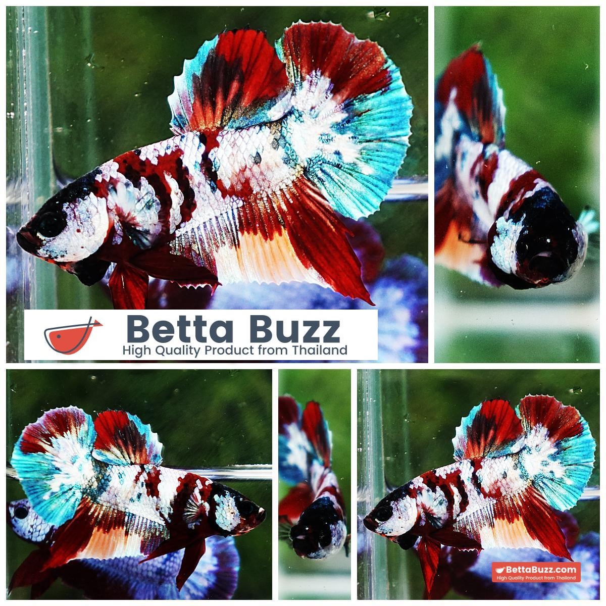 Betta fish PK Multicolor Candy Nemo