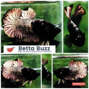 Betta fish HMPK Black Mermaid Copper (Rare)