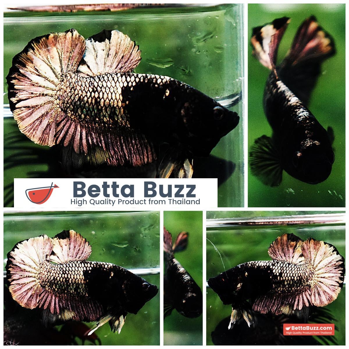 Betta fish HMPK Black Mermaid Copper (Rare)
