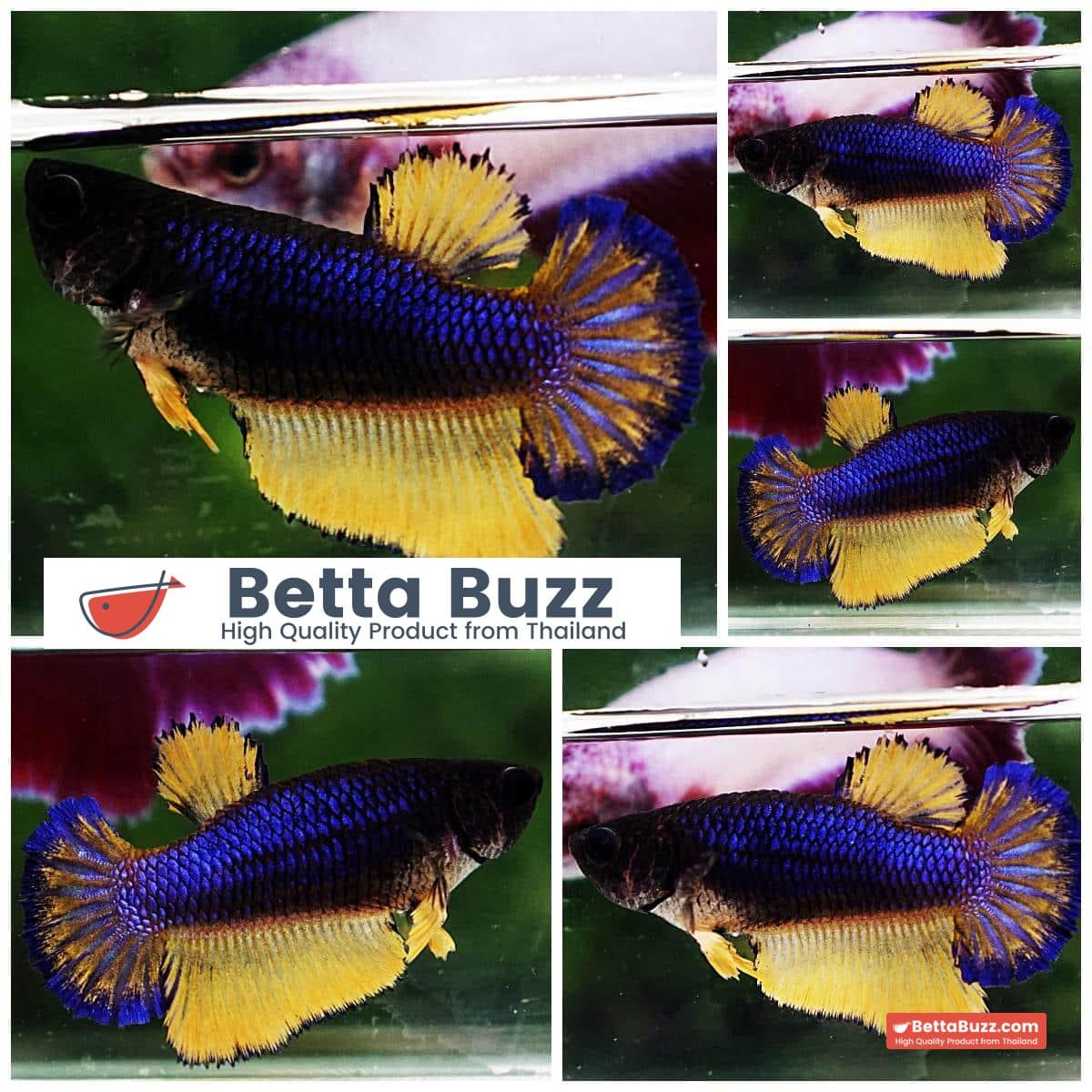 Betta fish Female HM Blue Mustard Gas Ring