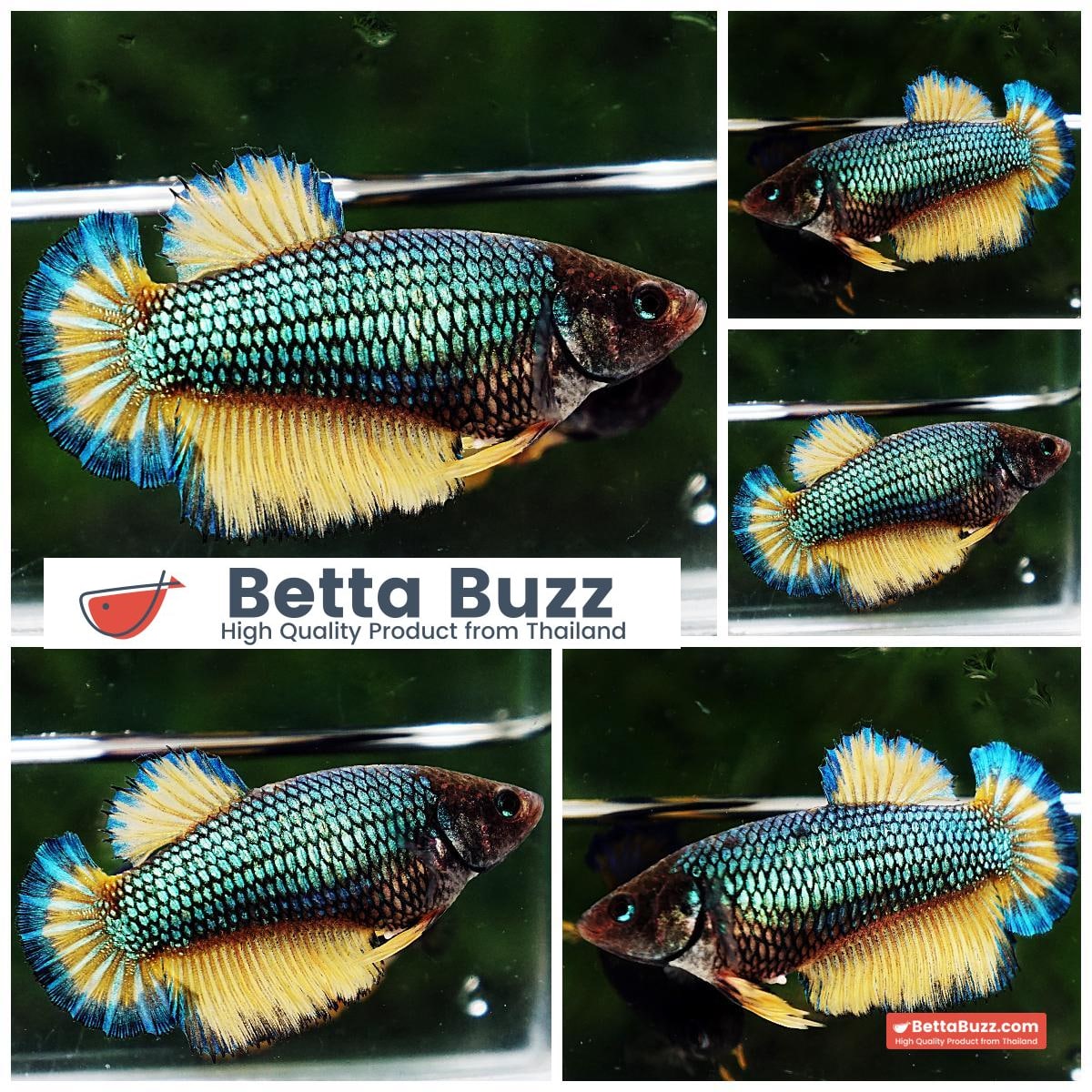 Betta fish Female HMPK Mustard Gas Butterfly