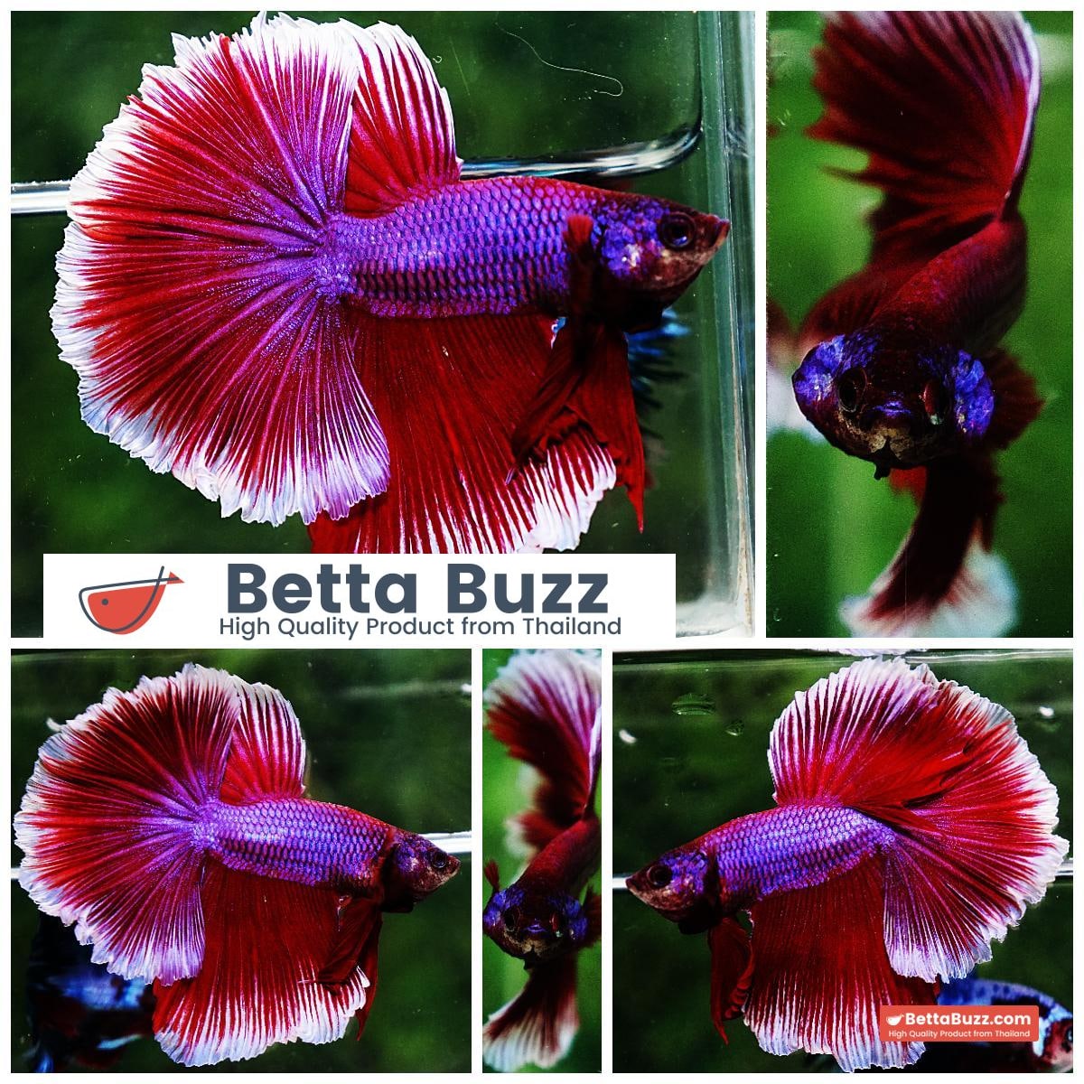 Betta fish OHM Purple Pink Lavender Betta Buzz