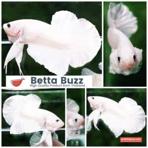 Betta fish HMPK Prince of The White