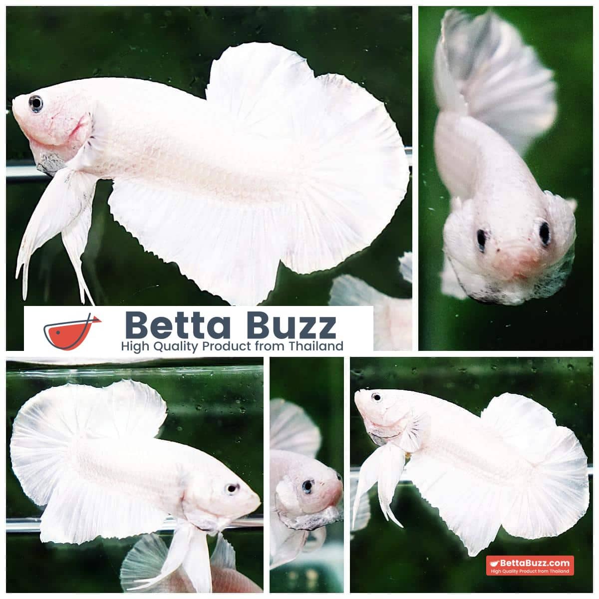 Betta fish HMPK Prince of The White