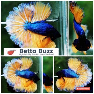 Betta fish OHM Blue Mustard Gas Sky Hawk White Ring