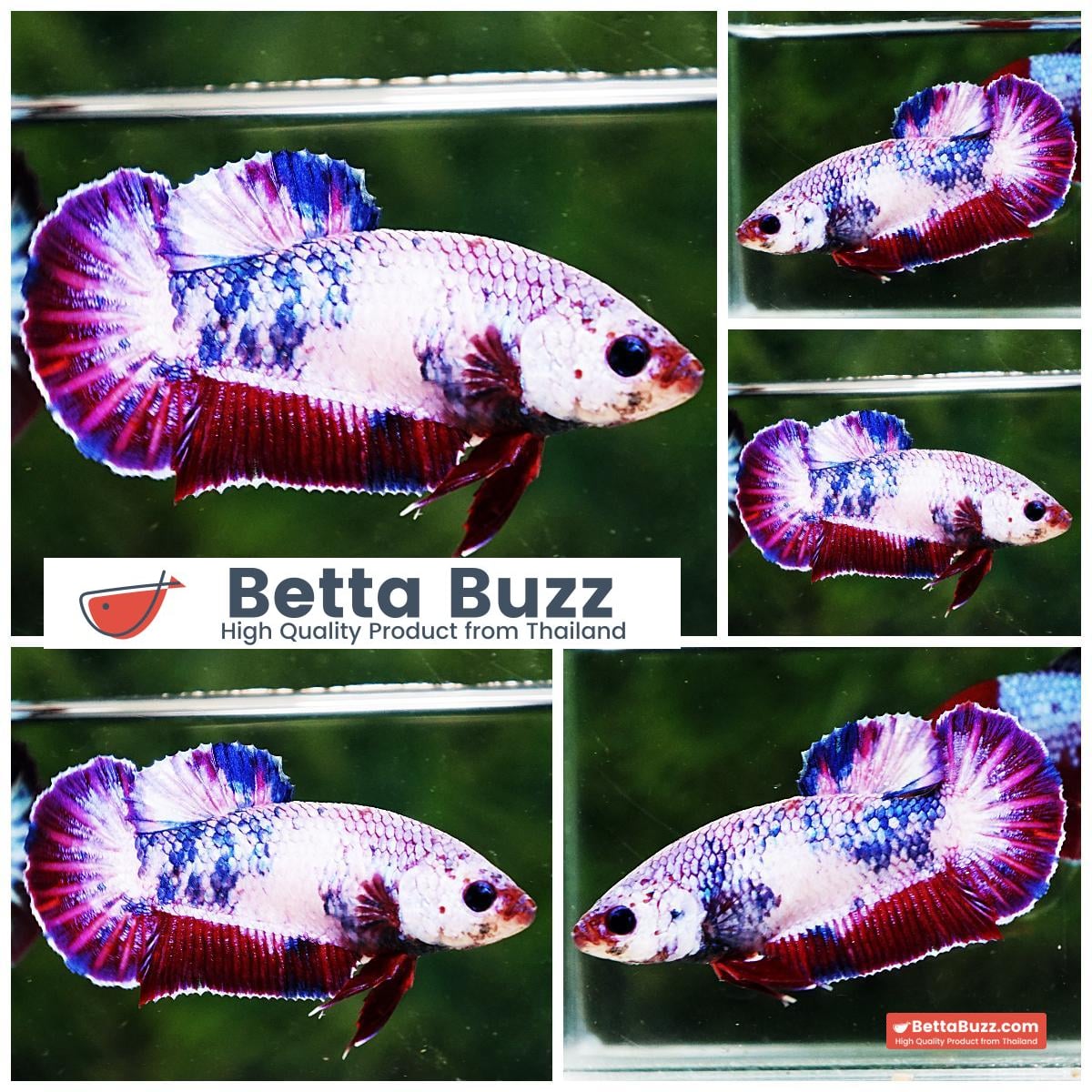 Betta fish Female HMPK Fancy Magical Pink Blue