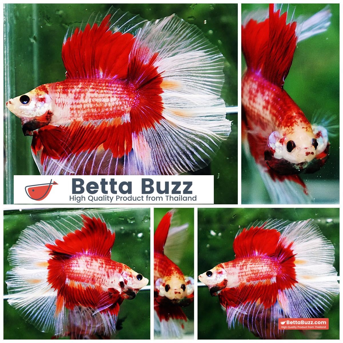 Betta fish DTHM Red Fire Butterfly
