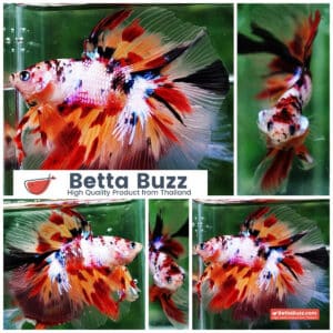 Betta fish DTHM Multicolor Candy (Comp Grade)