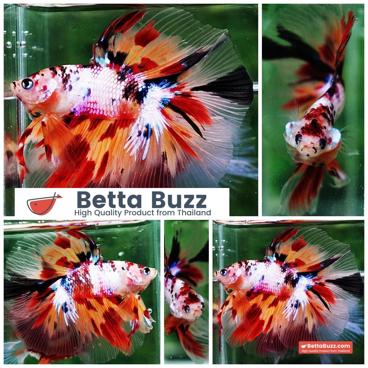 Betta fish DTHM Multicolor Candy (Comp Grade)