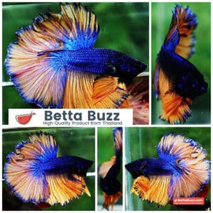 Betta fish OHM Classic Blue Mustard Gas Rosetail
