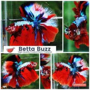 OHM Strong Orange Fancy