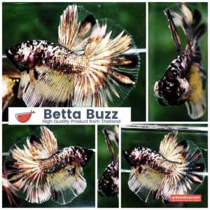 Betta fish HM Premium The Angle Copper Galaxy (Rare)