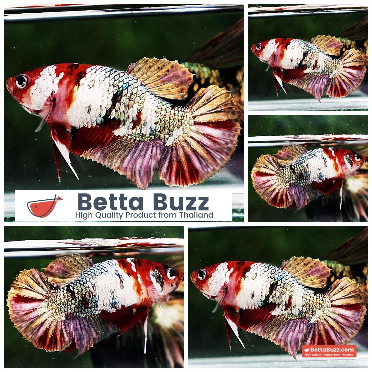 Betta fish Female HMPK Red Scarf Copper Koi