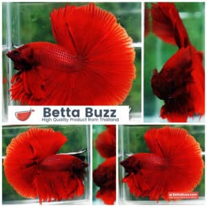 Betta fish OHM Super Red Devil