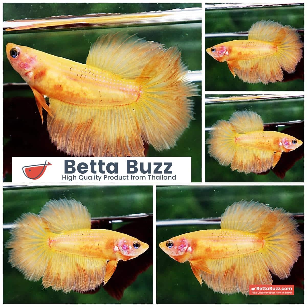 Betta fish Female HM Super Yellow (Big Fin Genetic)