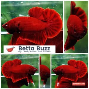 Betta fish HMPK Perfect Deep Super Red
