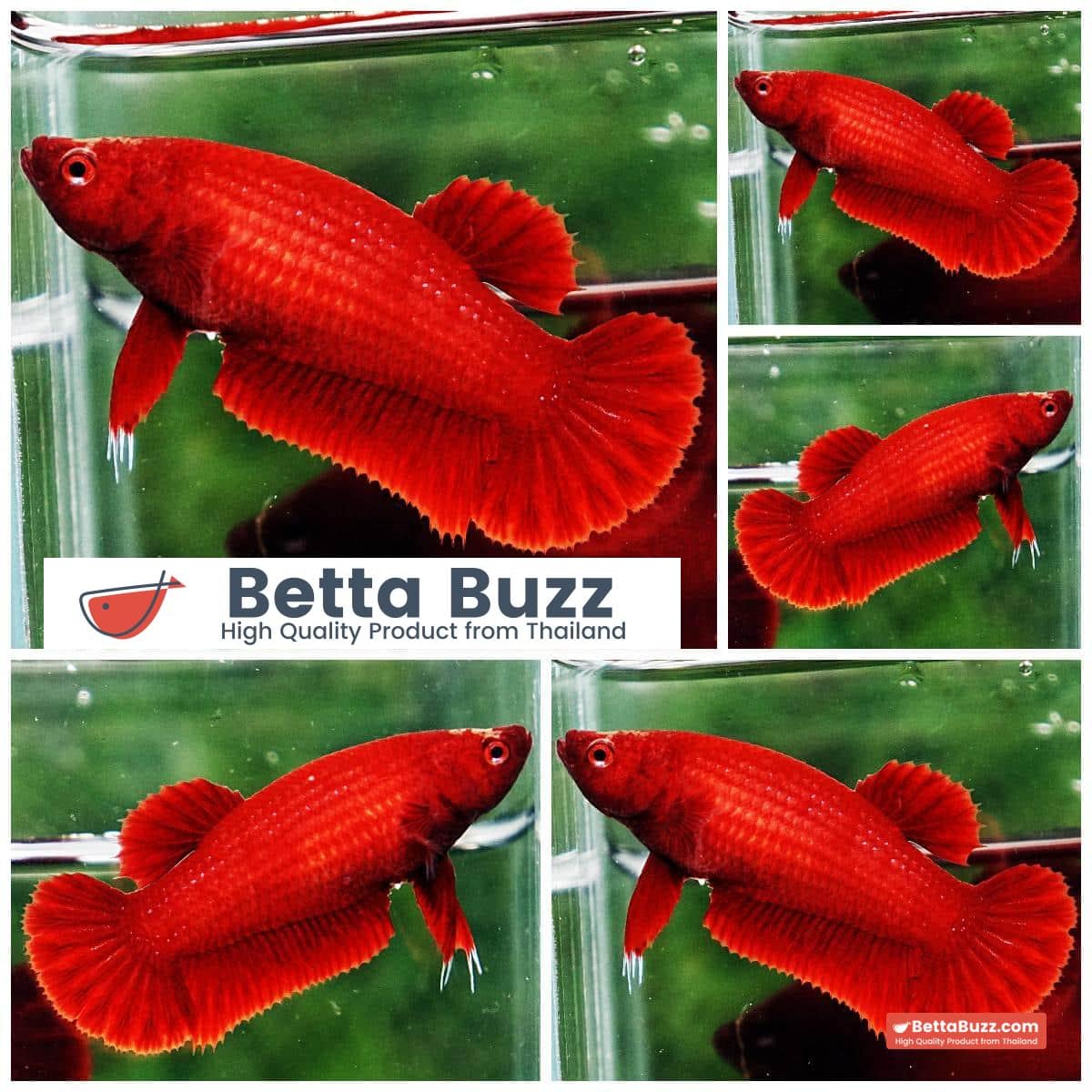 Betta fish Female HMPK Perfect Deep Clean Super Red