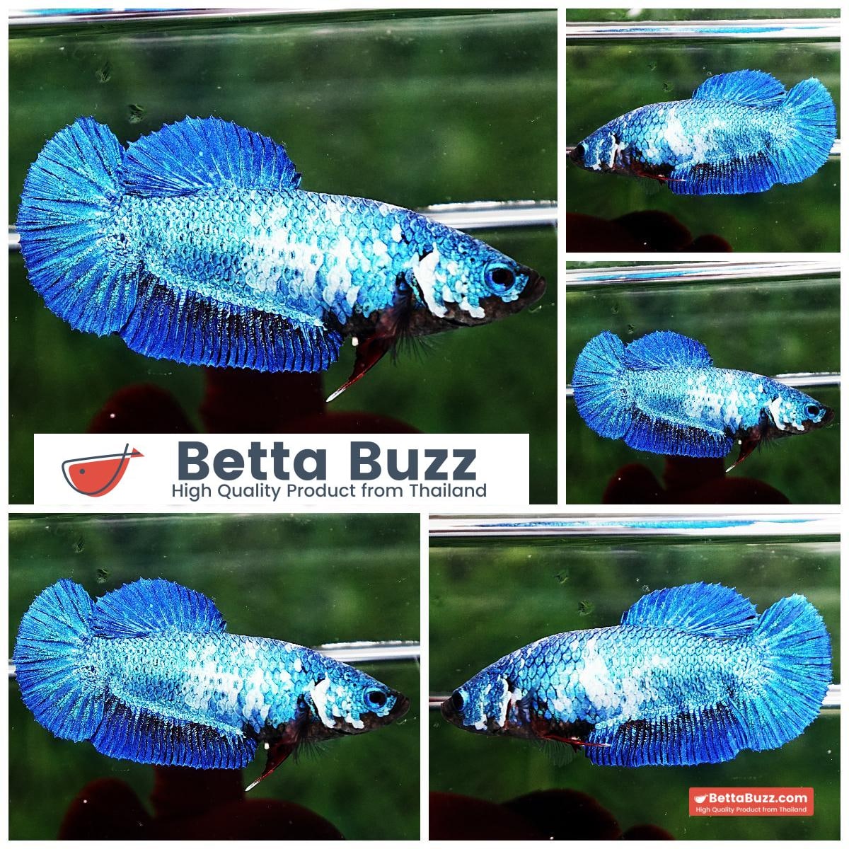 Betta fish Female HMPK Princes Blue Marble