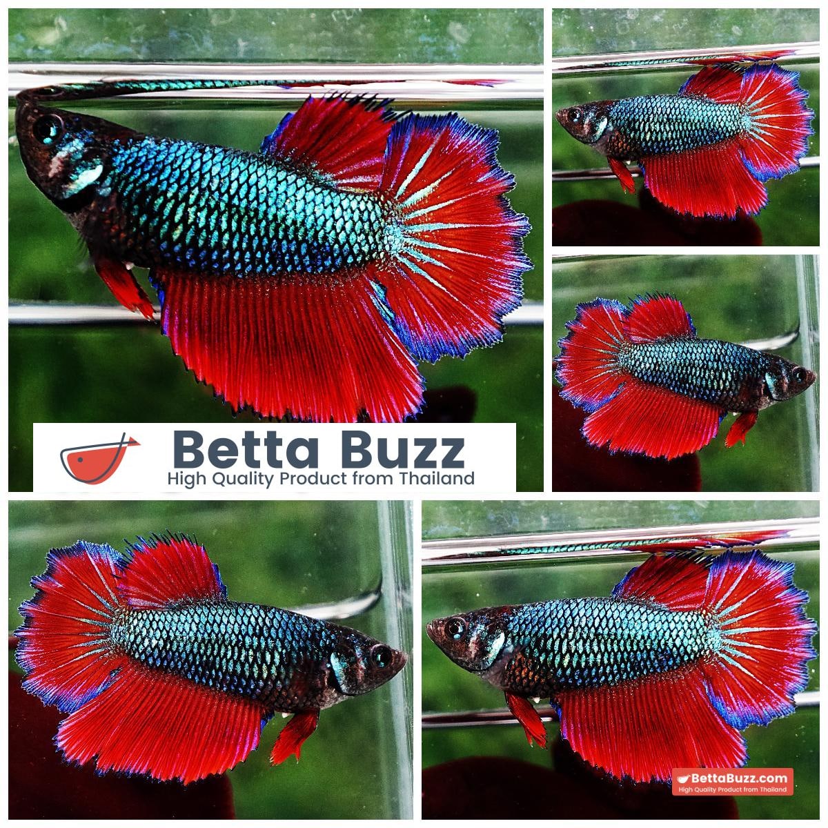 Betta fish Female HM Original Red Emerald Rosetail