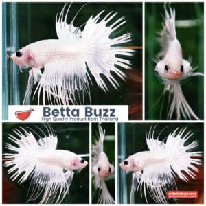 Betta fish CT Full White Platinum