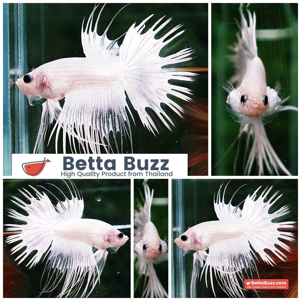 Betta fish CT Full White Platinum