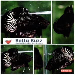 Betta fish HMPK Black Star Copper