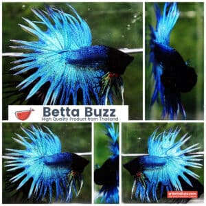 Betta fish CT Classic Turquoise