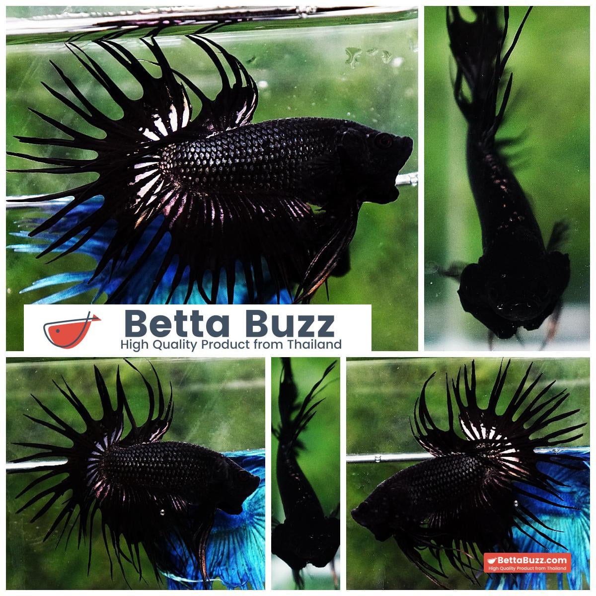 Betta fish CT Super Black Orchid