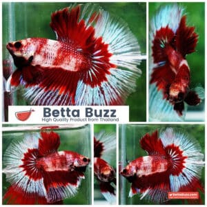 Betta fish HM Classic Koi White Ring