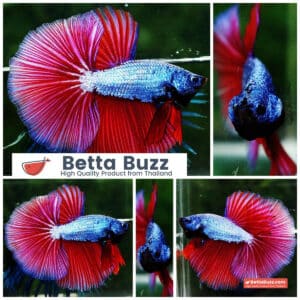 Betta fish OHM Purple & Pink Lavender