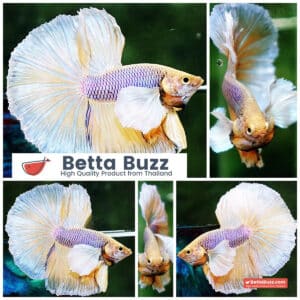 Betta fish HM Yellow Pink Net Dumbo