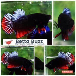 Betta fish Betta Spenders Regans