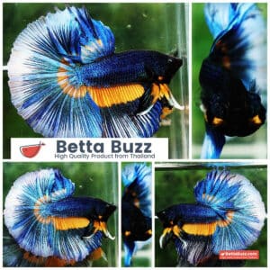 Betta fish HM Blue Mustard Gas Butterfly