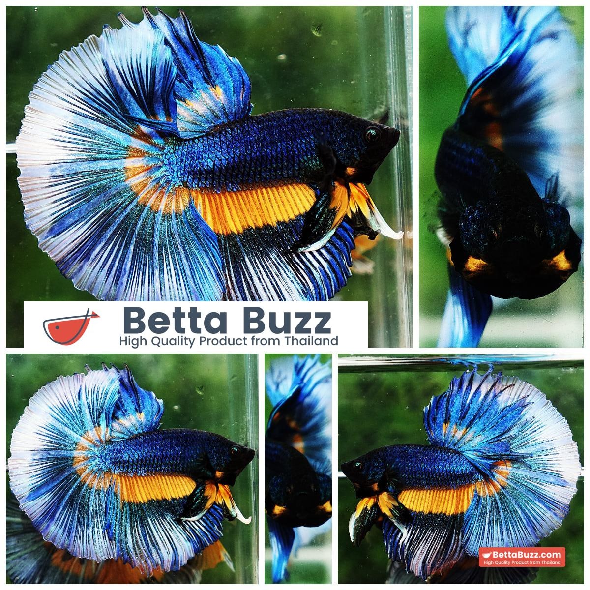 Betta fish HM Blue Mustard Gas Butterfly