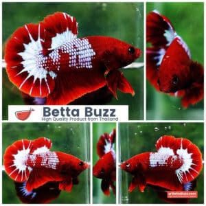 Betta fish HMPK Prince of Red Merman Star