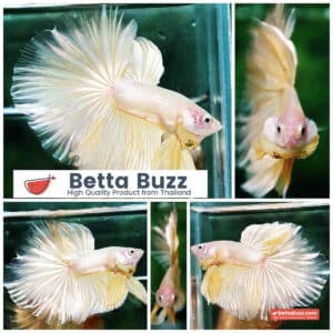 Betta fish HM Classic Pure Gold