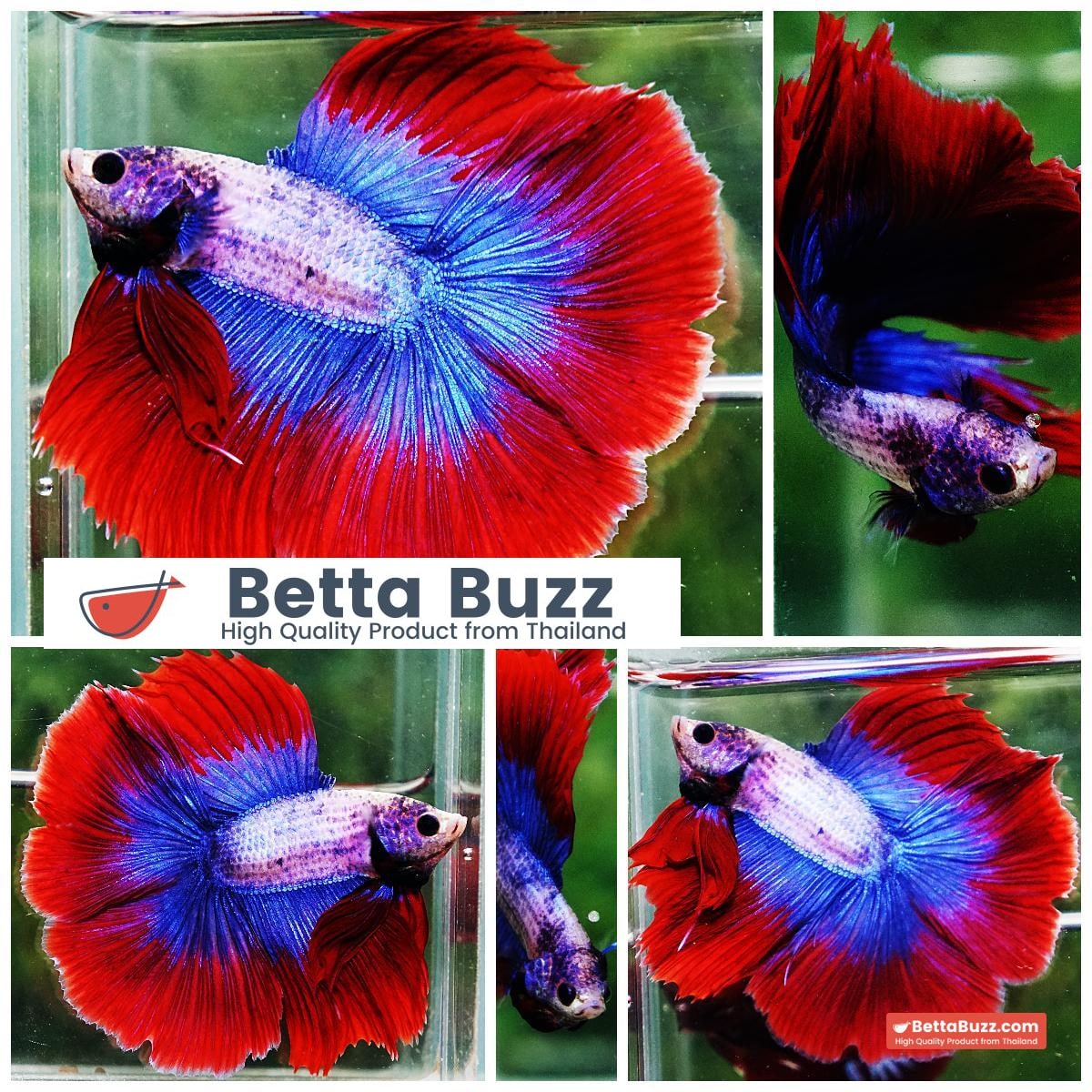 Betta fish DTHM Mascot Thailand Flag