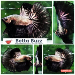 Betta fish HM Black Copper Dragon