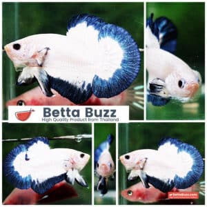 Betta fish HMPK Blue Rim Marble