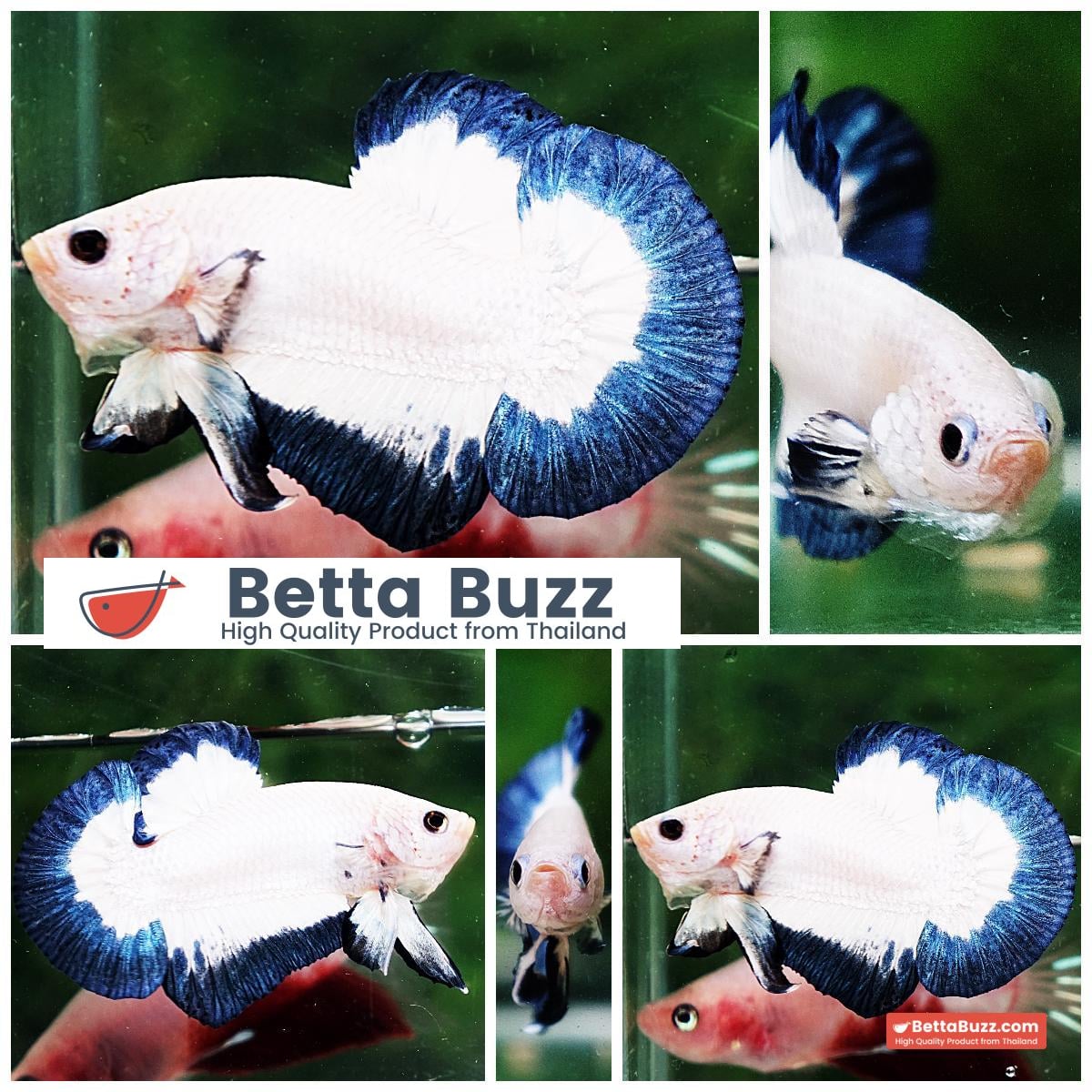Betta fish HMPK Blue Rim Marble