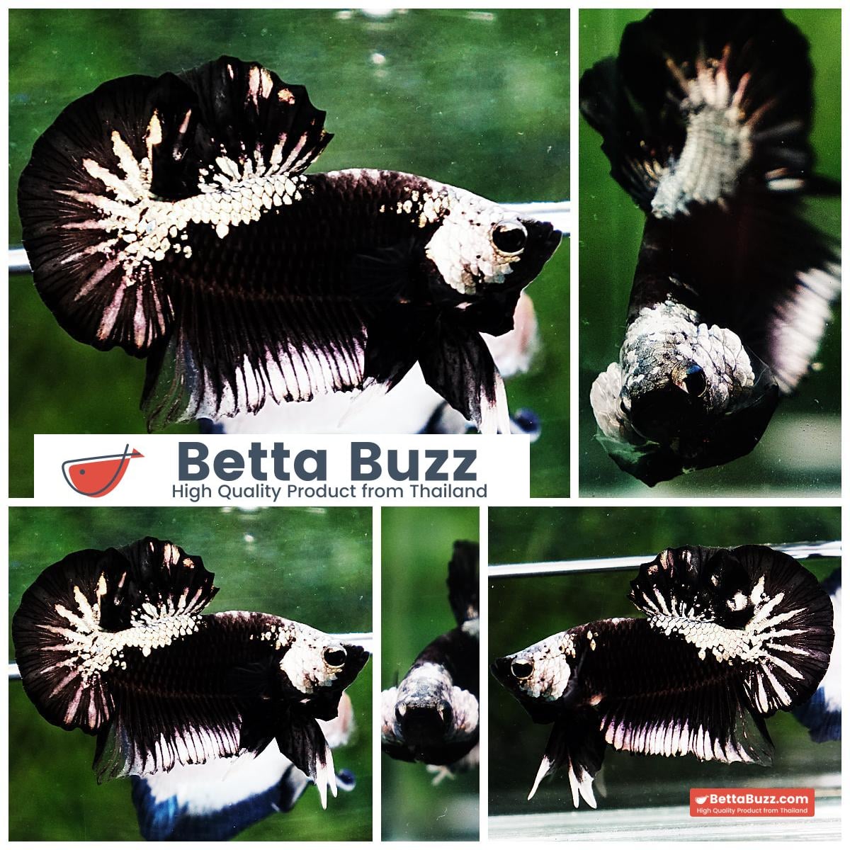 Betta fish OHMPK Perfect Helmet Black Samurai