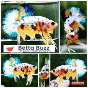 Betta fish HMPK Ukraine Multi Galaxy