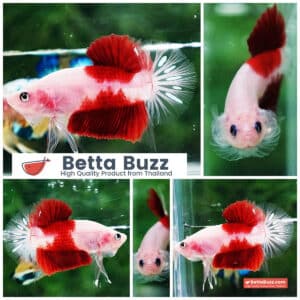 Betta fish HMPK Tun-Jo Koi